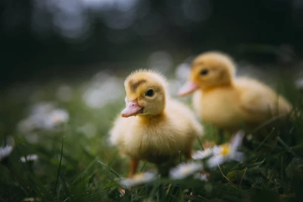 Bebé Patos Verde Hierba —  Fotos de Stock