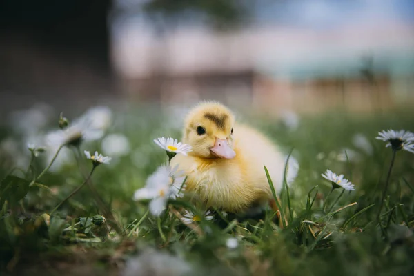 Pato Bebê Grama Verde — Fotografia de Stock