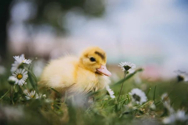 Yeşil Çimlerde Bebek Ördek — Stok fotoğraf