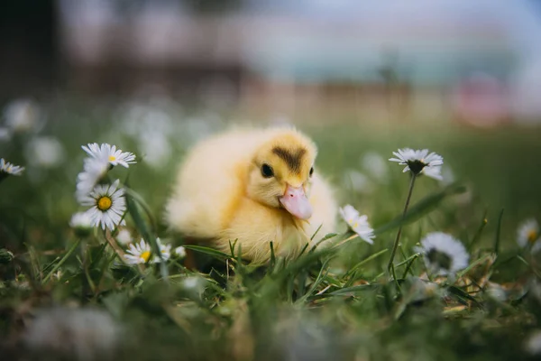 Yeşil Çimlerde Bebek Ördek — Stok fotoğraf