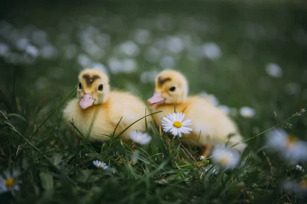 Bebé Patos Verde Hierba —  Fotos de Stock