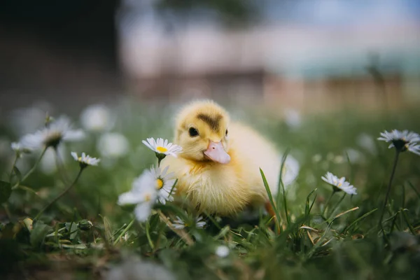 Bébé Canard Herbe Verte — Photo