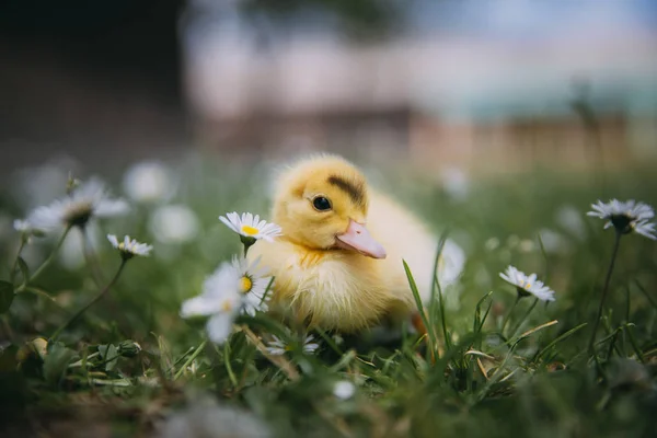 Pato Bebé Hierba Verde —  Fotos de Stock