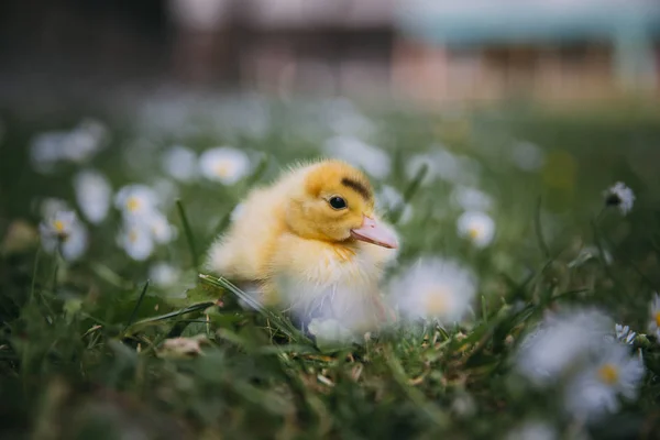 Baby Ente Grünen Gras — Stockfoto