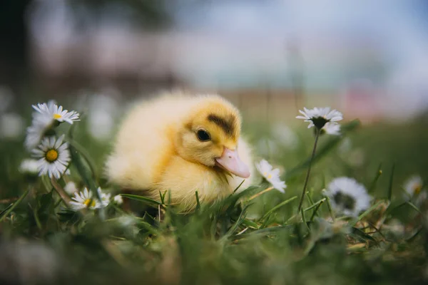 Yeşil Çimlerde Bebek Ördek — Stok fotoğraf