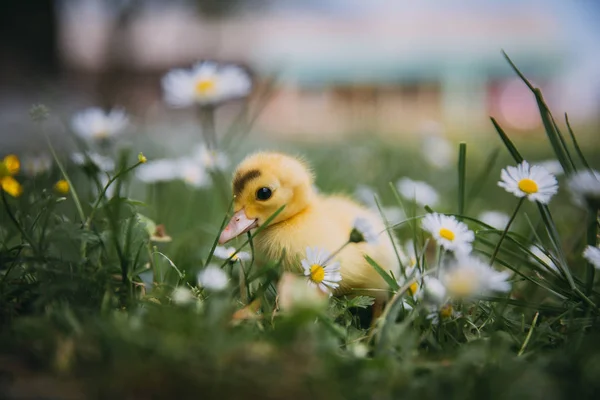 Baby Ente Grünen Gras — Stockfoto