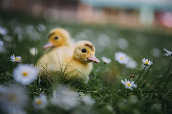 Bebé Patos Verde Hierba —  Fotos de Stock