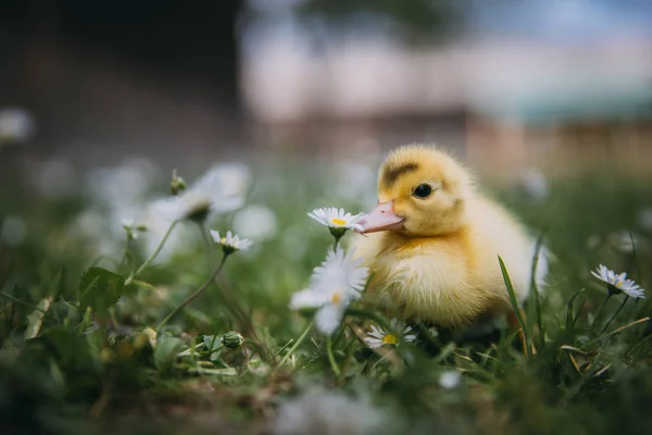 Baby Eend Groen Gras — Stockfoto