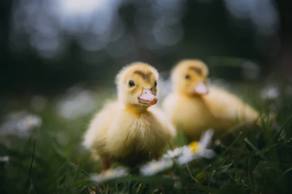Bebé Patos Verde Hierba —  Fotos de Stock