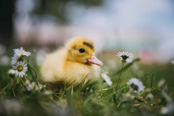 Baby Anka Grönt Gräs — Stockfoto