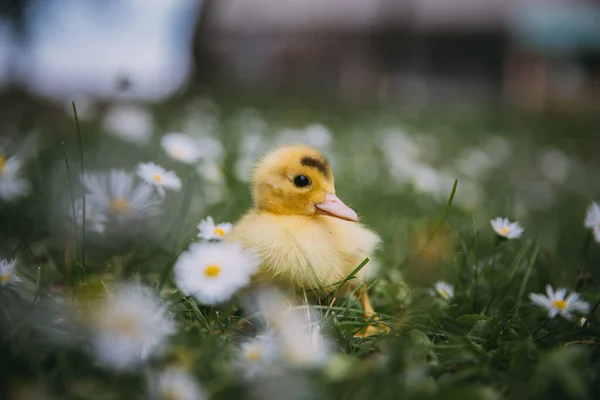 绿草中的小鸭 — 图库照片