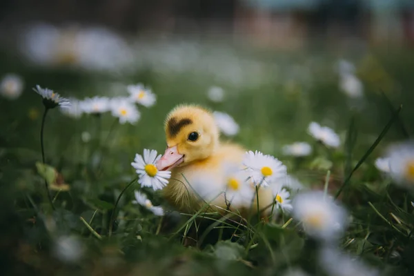 Bébé Canard Herbe Verte — Photo