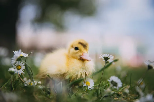 Pato Bebé Hierba Verde —  Fotos de Stock