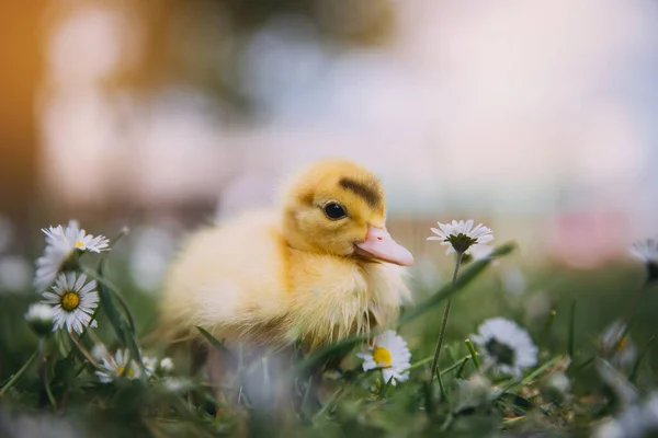 Pato Bebé Hierba Verde —  Fotos de Stock