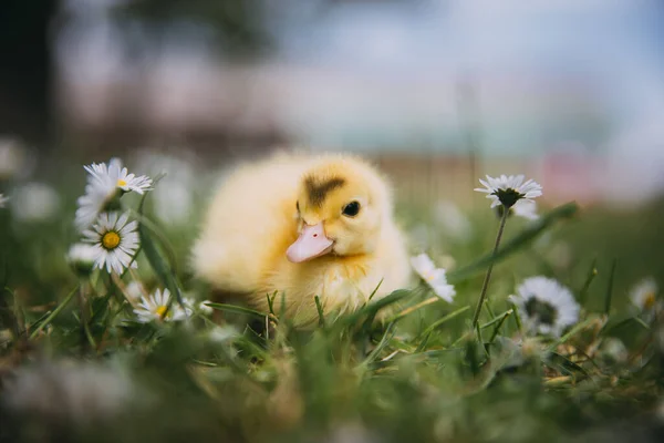 Baby Duck Green Grass — Stock Photo, Image