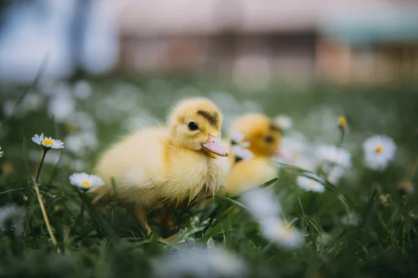 Yeşil Çimlerde Bebek Ördek — Stok fotoğraf