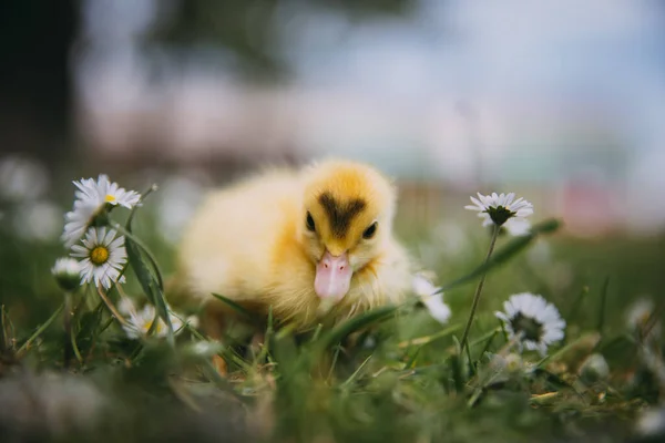 Pato Bebê Grama Verde — Fotografia de Stock