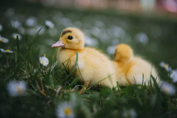 Yeşil Çimlerde Bebek Ördekler — Stok fotoğraf