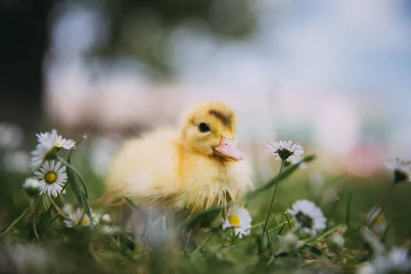 Baby Duck Green Grass — Stock Photo, Image