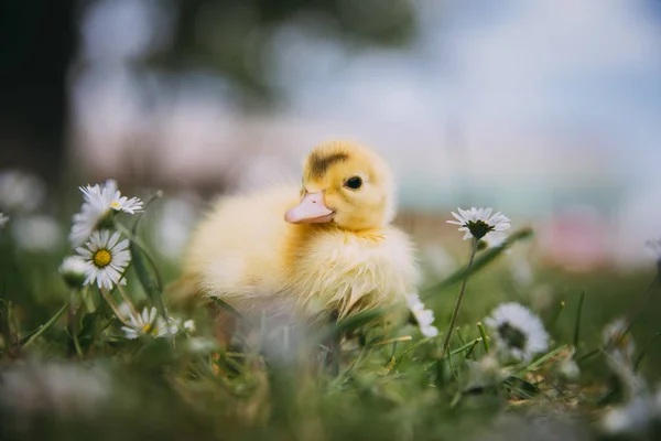 Yeşil Çimlerde Bebek Ördek — Stok fotoğraf