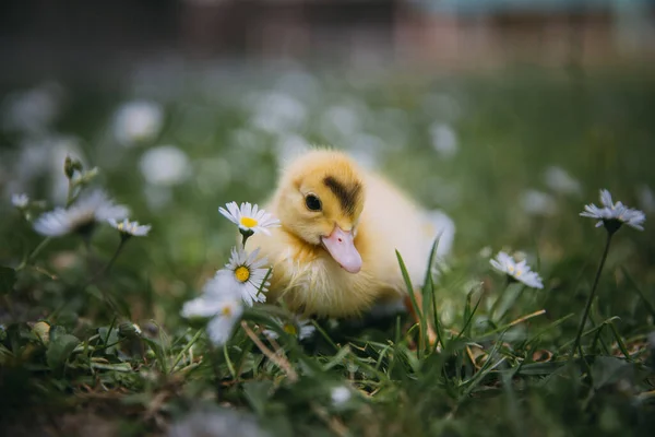 Bébé Canard Herbe Verte — Photo