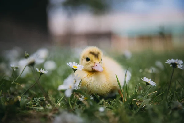 Bébé Canard Herbe Verte — Photo