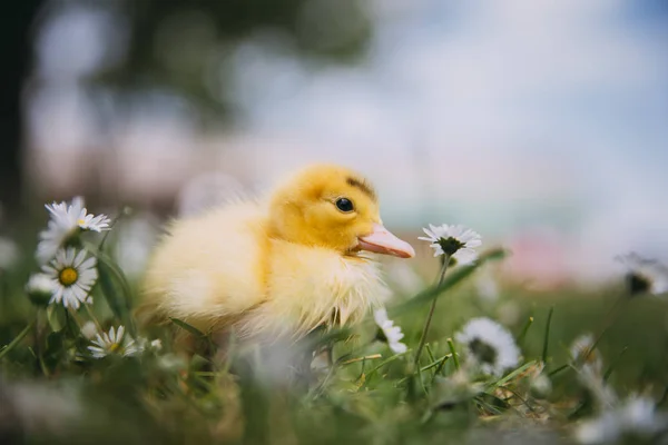 Yeşil Çimlerde Bebek Ördek — Stok fotoğraf