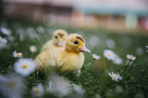 Bébés Canards Dans Herbe Verte — Photo