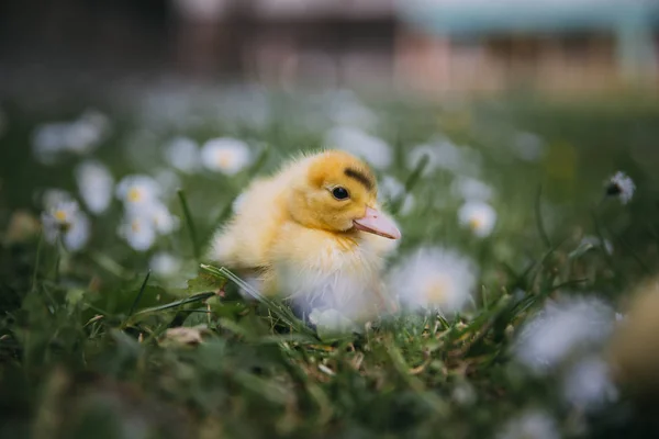 Bébé Canard Herbe Verte — Photo