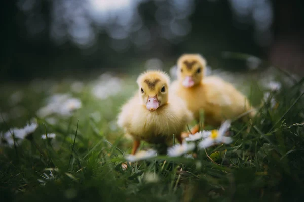 Bebé Patos Verde Hierba —  Fotos de Stock