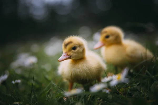 Bebé Patos Verde Hierba —  Fotos de Stock