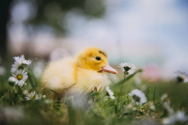 Baby Ente Grünen Gras — Stockfoto