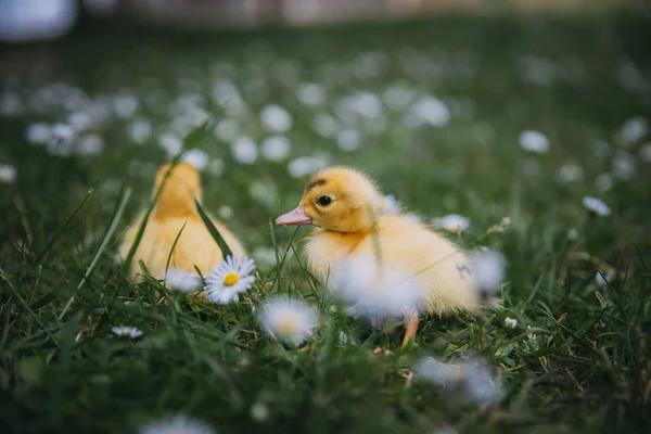 Baby Ducks Green Grass — Stock Photo, Image