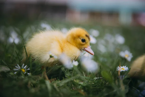 Yeşil Çimlerde Bebek Ördek — Stok fotoğraf