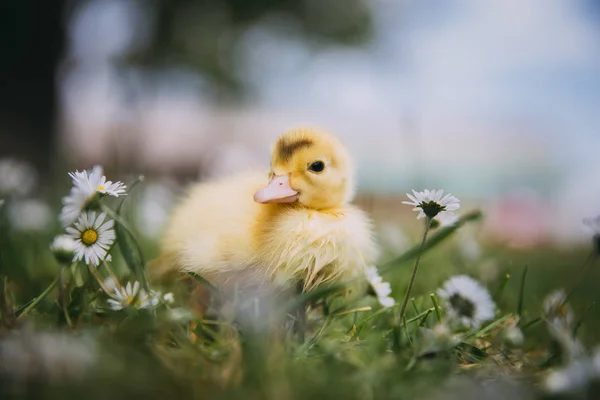 Pato Bebê Grama Verde — Fotografia de Stock