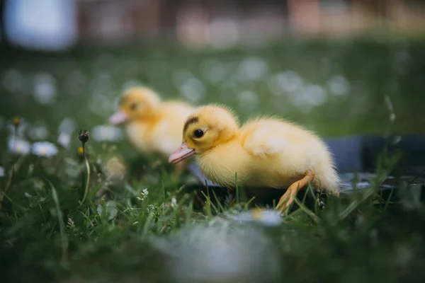 Baby Ente Grünen Gras — Stockfoto