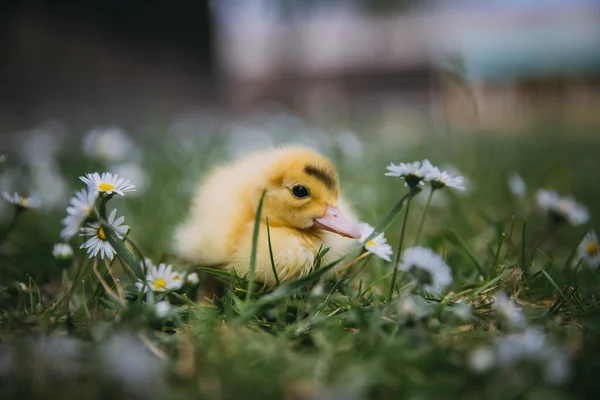 绿草中的小鸭 — 图库照片