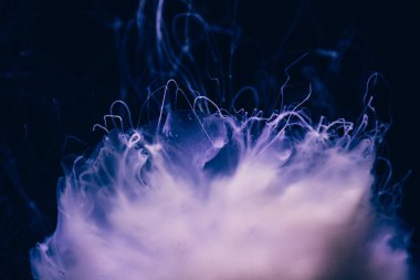 Hayalet denizanasının yakın plan detayları.