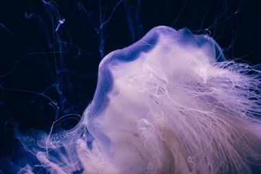 Hayalet denizanasının yakın plan detayları.