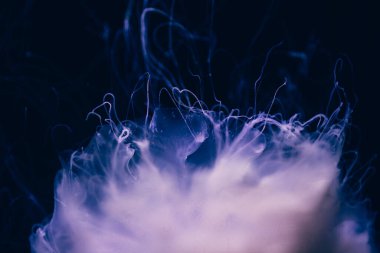 Hayalet denizanasının yakın plan detayları.