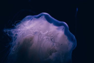 Hayalet denizanasının yakın plan detayları.