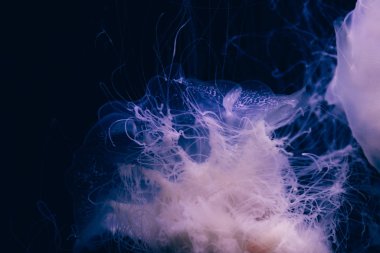 Hayalet denizanasının yakın plan detayları.