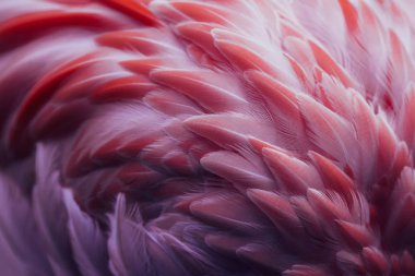 Pembe flamingo kuşunun tüylerinin güzel yakın çekimi. Yaratıcı arkaplan. 
