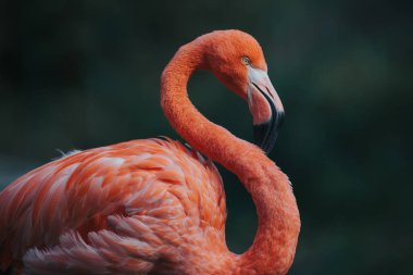 Pembe flamingo kuşuna yakın çekim
