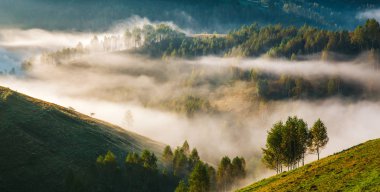 Sabahları ağaçlarla kaplı sisli bir manzara..