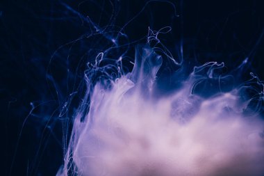 Hayalet denizanasının yakın plan detayları.