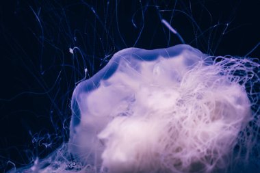 Hayalet denizanasının yakın plan detayları.