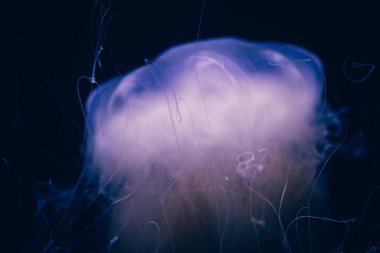 Hayalet denizanasının yakın plan detayları.