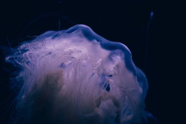 Hayalet denizanasının yakın plan detayları.