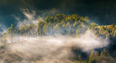 Sabahları ağaçlarla kaplı sisli bir manzara..
